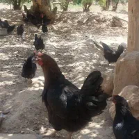 مرغ بلک تخم گذار