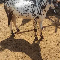 پازن  جوان خوش رنگ