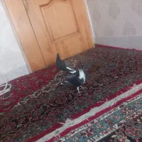 مفلق سیاه پشت