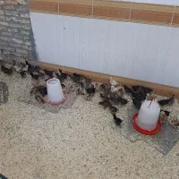 جوجه مرغ گلپایگانی
