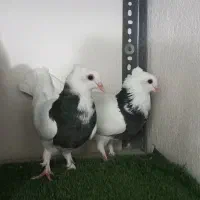 جفت جوجه طوقی