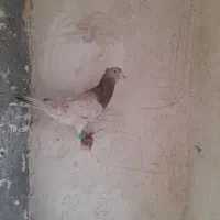 کبوتر