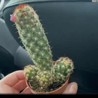 گل کاکتوس
