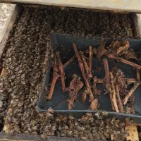 کندوی زنبور عسل