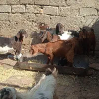 چند‌ راس کهره