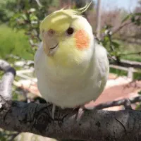 عروس هلندی گمشده