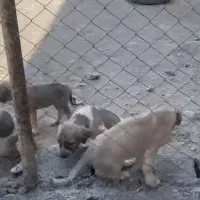 سگ پژدر|سگ|لواسان, |دیوار