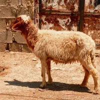 گوسفند ابستن