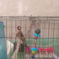 دو عدد سهره نر