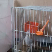 عروس هلندی