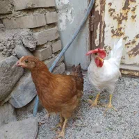 مرغ و جوجه