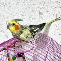 عروس هلندی زیبا