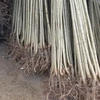 ارسال نهال از معتبرترین نهالستان کشور (صنوبر )