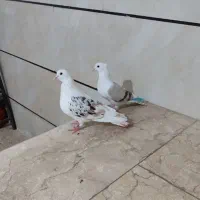 کبوتر گرده دار