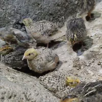 مرغ بلدرچین یک ۲۵روزه