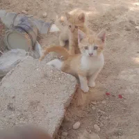 چند بچه گربه دستی ولوس