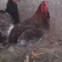 یک عدد خروس لاری