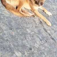 سگ  نگهبان