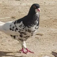 کفتر شهری یال سیاه نر