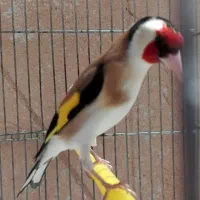 فروش چند تا  سهره کار
