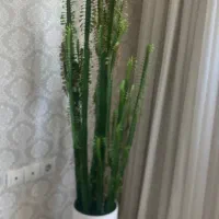 گلدان ایفوربیا