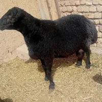 گوسفند زنده پرواری