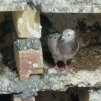 کبوتر سرور