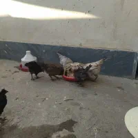 مرغ وخروس نژاد لری