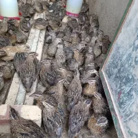 بلدرچین چاق