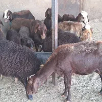 گوسفند با بره افشاری همه شیره دار جوان