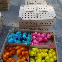 جوجه محلی درجه یک ارزانتر از همه جا