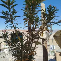 ژاله|گل و گیاه طبیعی|سنندج, |دیوار