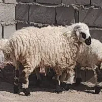 قوچ چاق قربانی