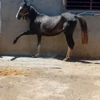 اسب عرب کرد همراه کره شکم اول