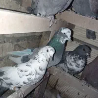 کبوتر پرشی