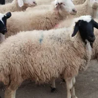 گوسفند