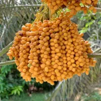 خارک بریمی