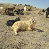 تکه‌وشیشک