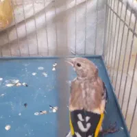 جوجه سهره