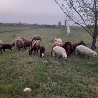 میش و بره ،،بز وبزغاله