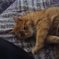 واگذاری به فرد حیوان دوست و مورد تایید دامپزشک