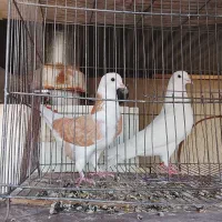 کبوتر پرشی