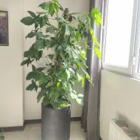 گل خانگی