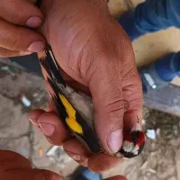 سهره نر بخون