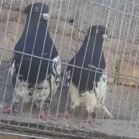 سرسیا