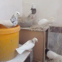 کبوتر طوقی