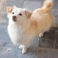 سگ خونگی