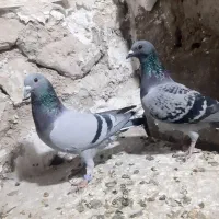پلاکی مسافتی