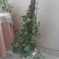 گلدان|گل و گیاه طبیعی|مشهد, چهنو|دیوار