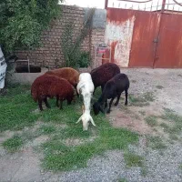 گوسفند و بره نر